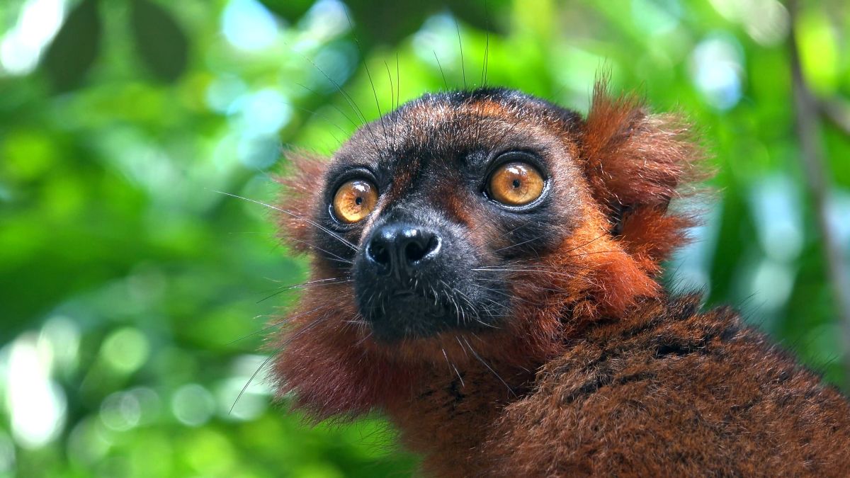 Weiblicher Rotbauchmaki in der Wildnis von Madagaskar