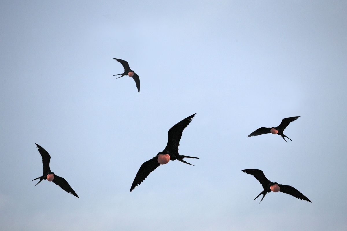 Fliegende Fregattvögel in Ecuador: Majestätische Erscheinungen am Himmel