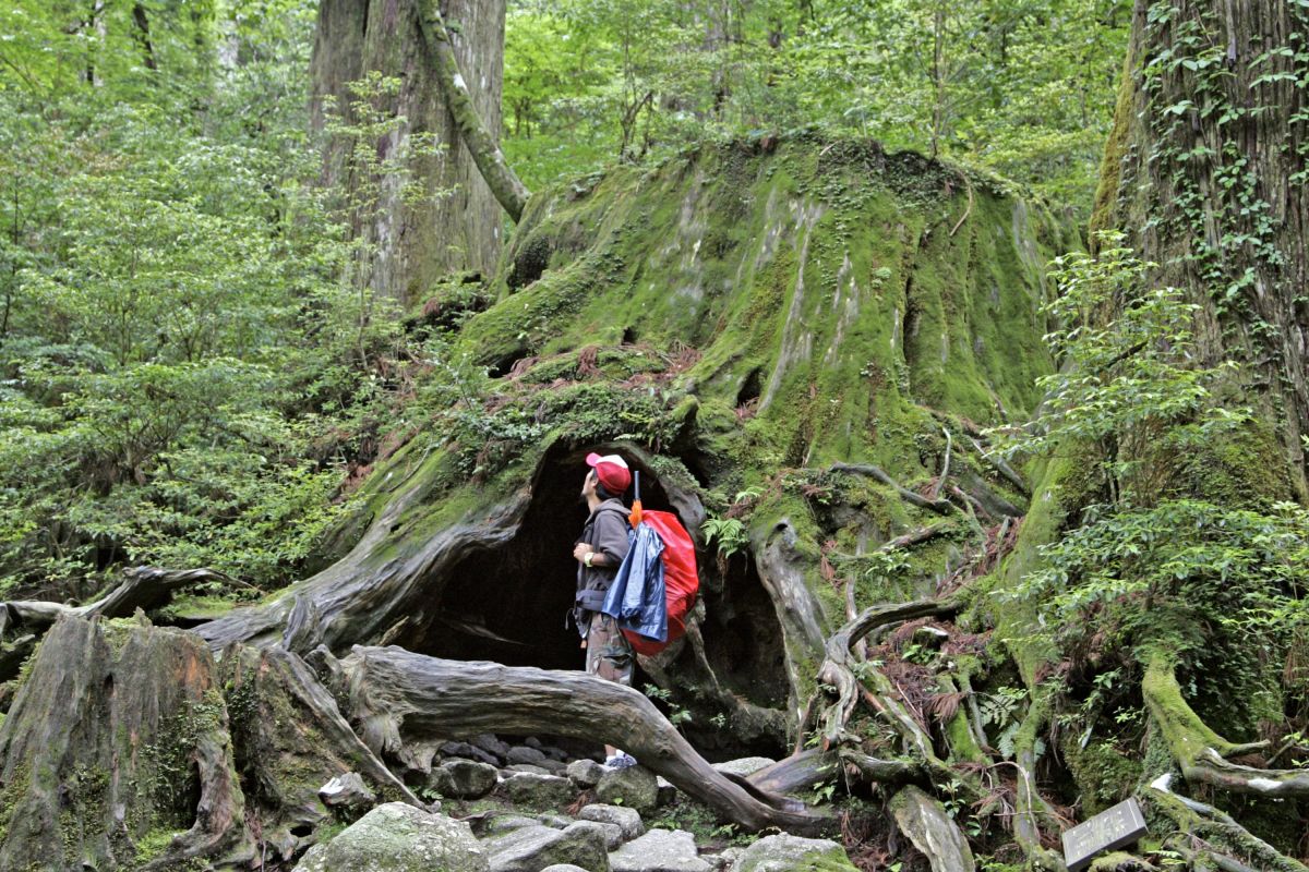 Entdecken Sie den mystischen Urwald auf Yakushima, Japan