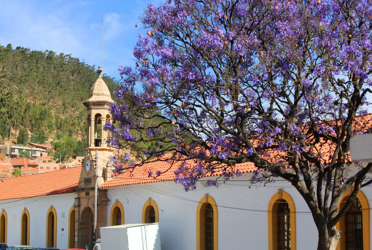 Koloniale Stadt Sucre in Bolivien mit blühenden Bäumen und historischer Architektur