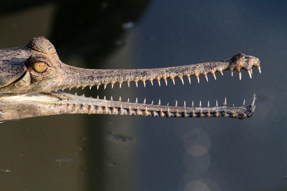 Gavial im Chitwan-Nationalpark: Ein faszinierender Moment am Fluss in Nepal