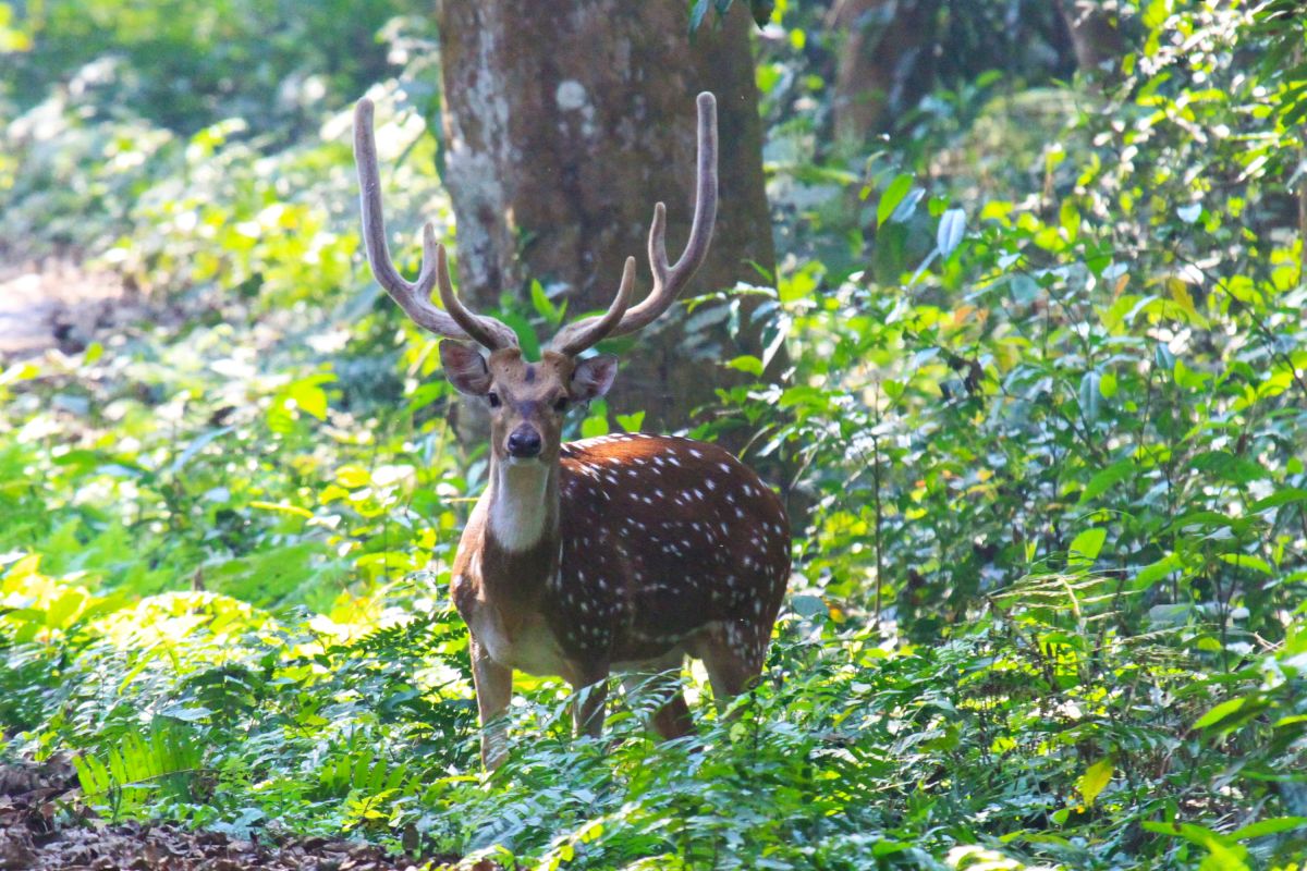 Sambarhirsch im Chitwan-Nationalpark: Naturerlebnis in Nepal