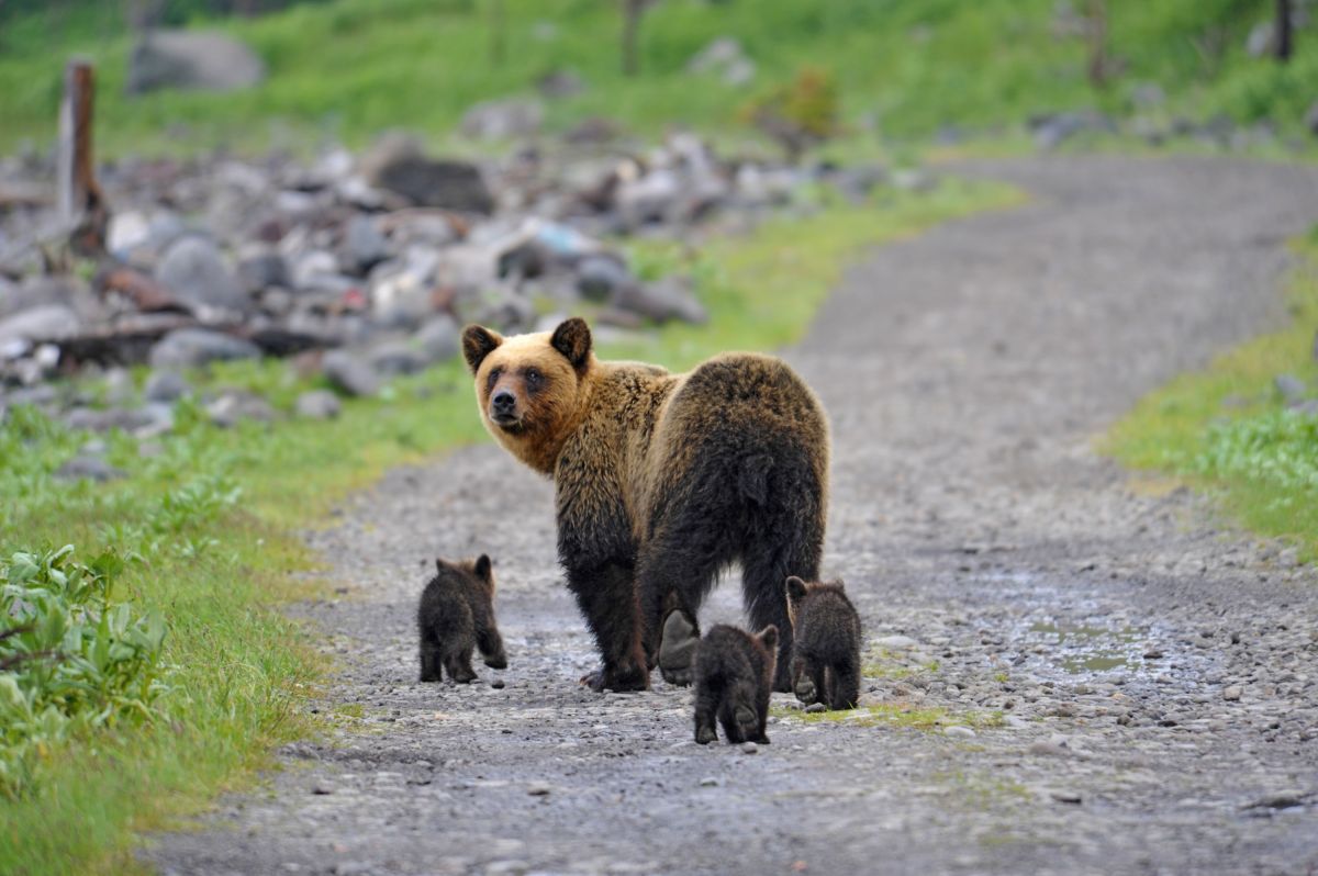 Begegnung mit Bärenfamilie in Hokkaido, Japan