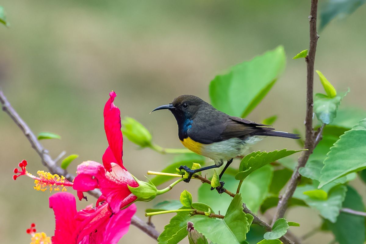 Neugieriger männlicher Newton Nektarvogel in der exotischen Natur von Sao Tome