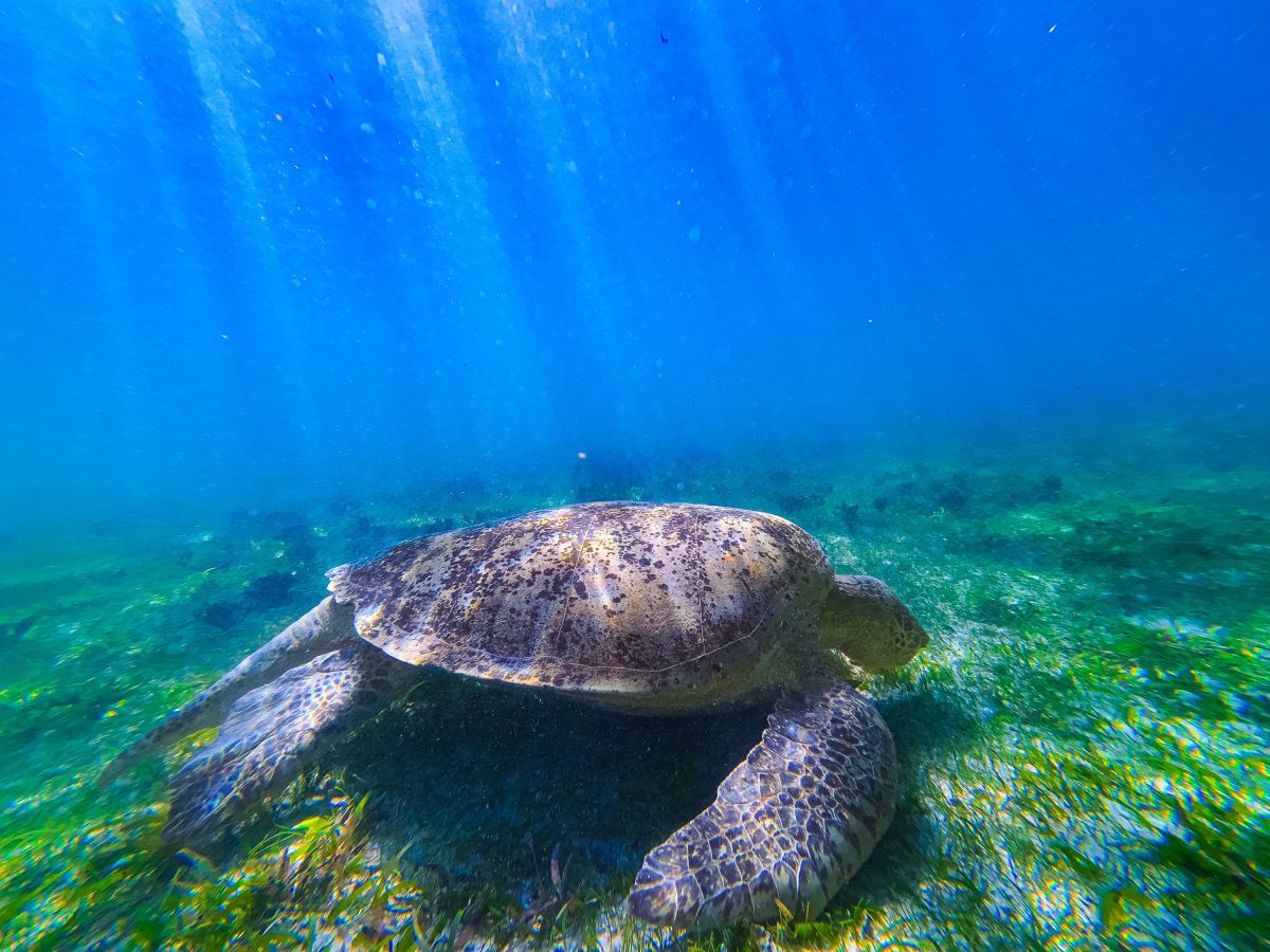 Entspannte Meeresschildkröte im klaren Wasser vor Madagaskar