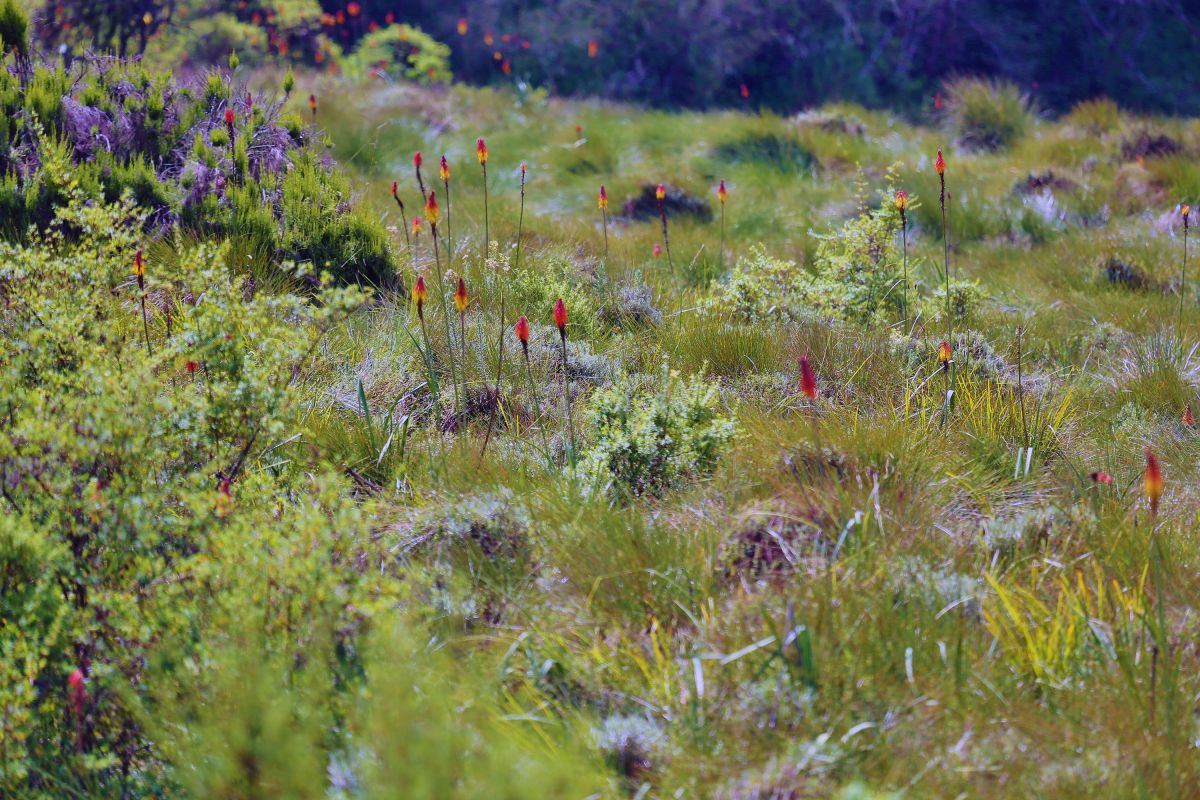 Die farbenfrohe Landschaft im Aberdare Nationalpark, Kenia entdecken
