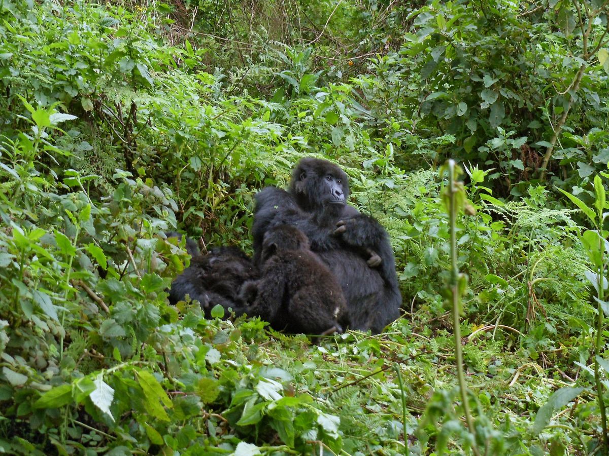 Gorillamutter mit Jungtier beim Gorilla Trekking in Ruanda im Volcanoes National Park