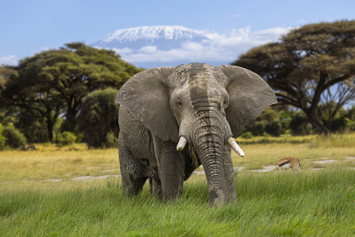Elefant im Amboseli Nationalpark in Kenia mit majestätischen Bergen im Hintergrund