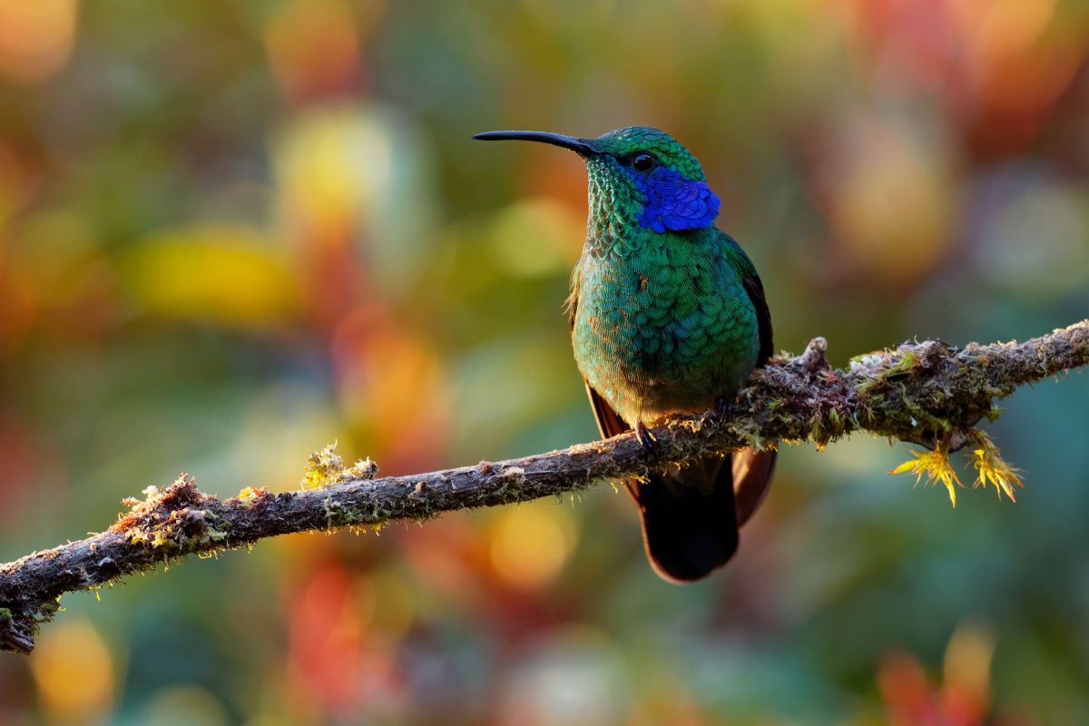 Farbenprächtiger Kolibri im Regenwald von Ecuador – Naturerlebnis hautnah