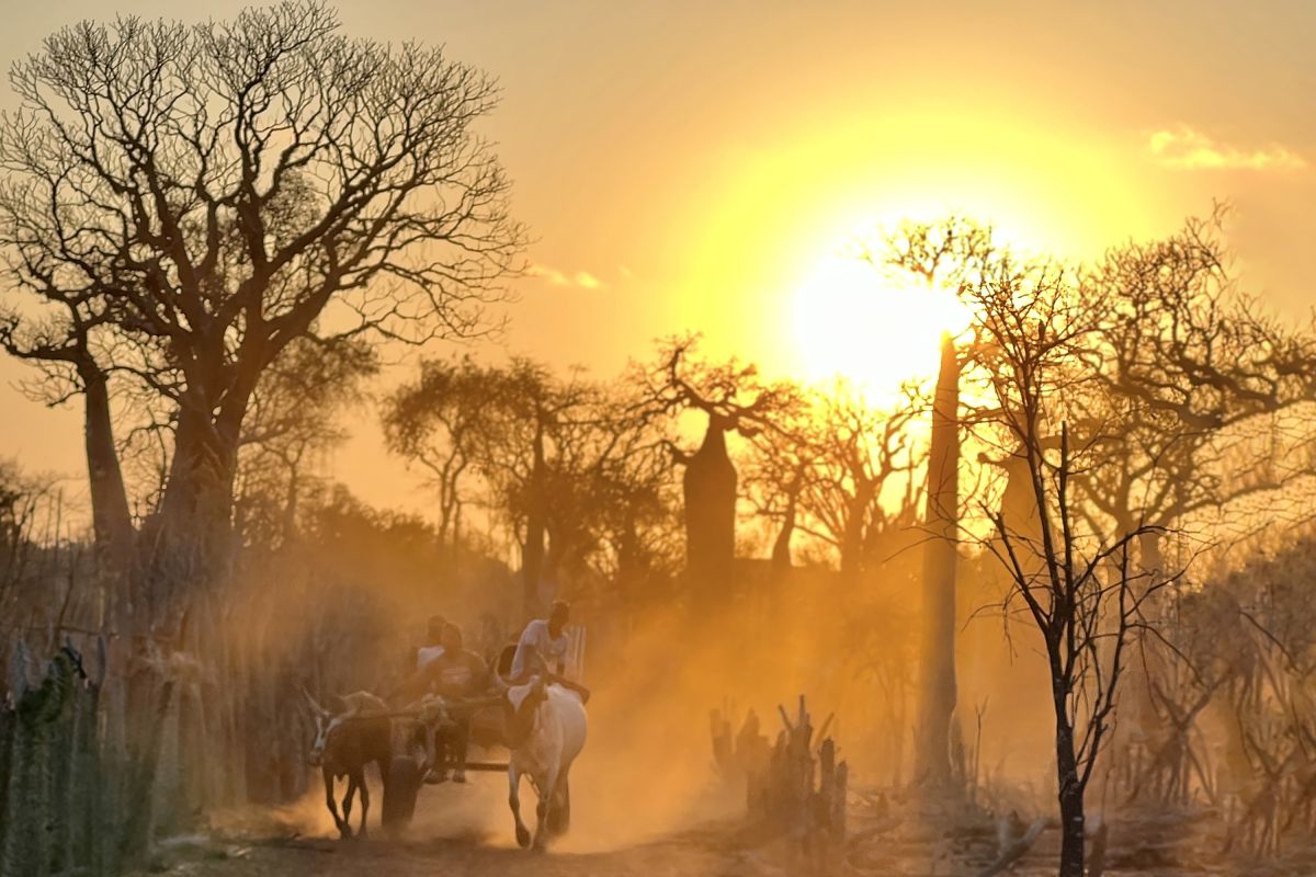 Ochsenkarren im Sonnenuntergang: Erleben Sie die Natur Madagaskars