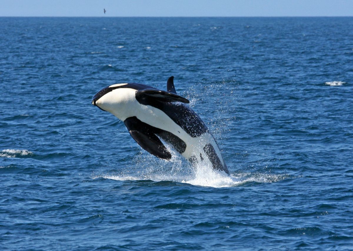 Walbeobachtung vor Hokkaido: Ein unvergessliches Erlebnis in Japan