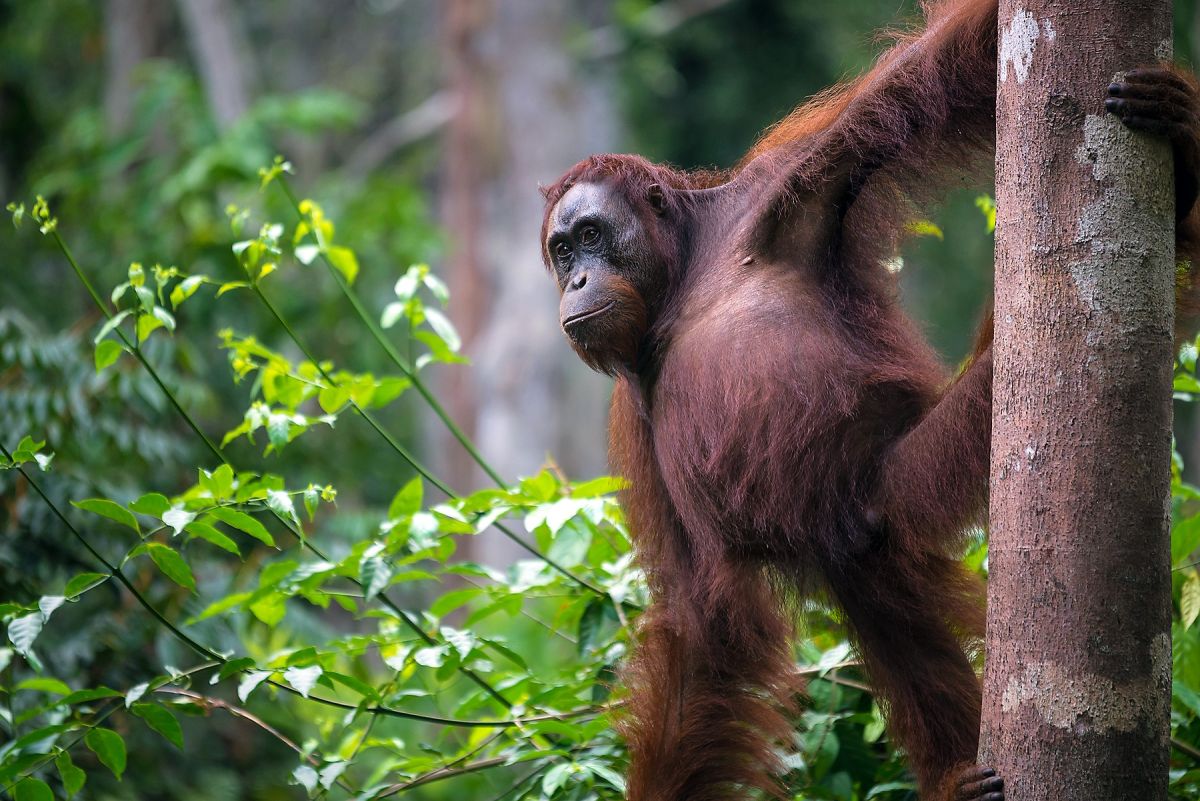 Orang-Utan Weibchen im Tanjung-Puting-Nationalpark: Entdecken Sie die Natur Indonesiens