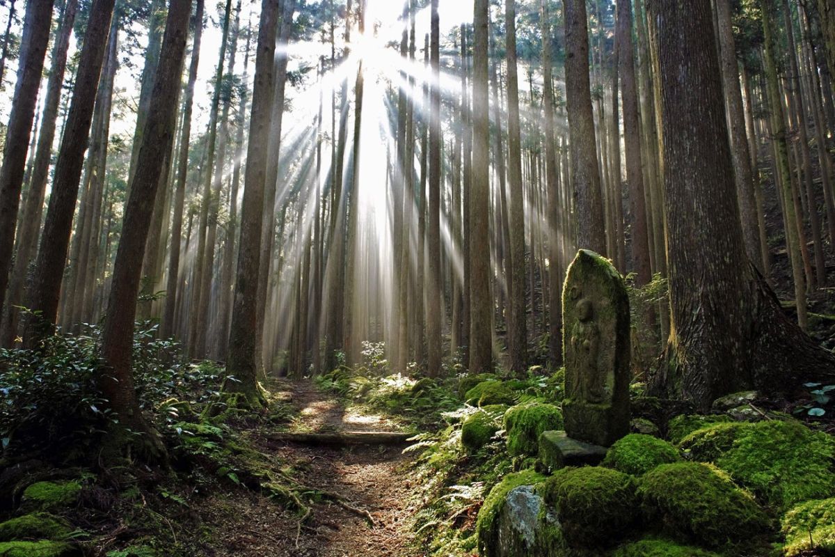 Erkunden Sie den mystischen Wald entlang des Kumano Kodo Pilgerweges in Japan.