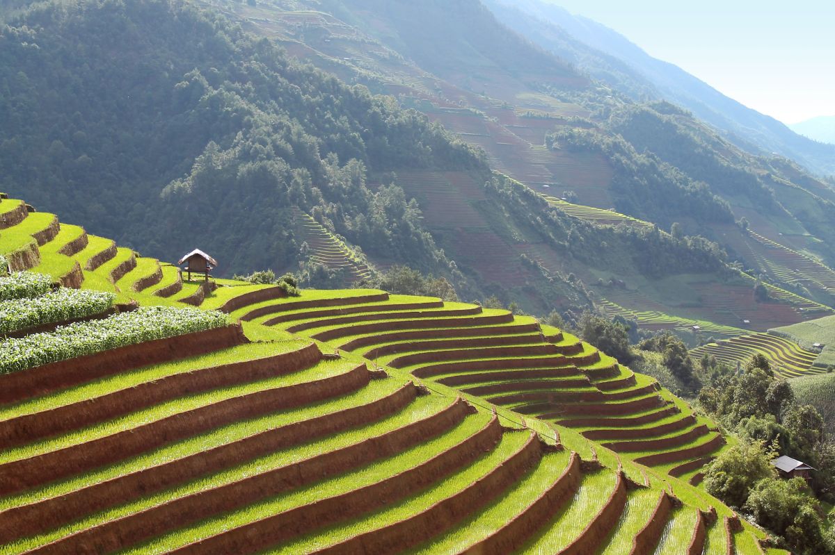 Fruchtbare Nassreisfelder in Vietnam – Ein Blick auf die Naturwunder Asiens