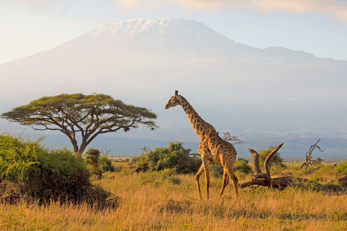 Giraffe mit Kilimandscharo im Hintergrund – Ein unvergesslicher Moment in Kenia