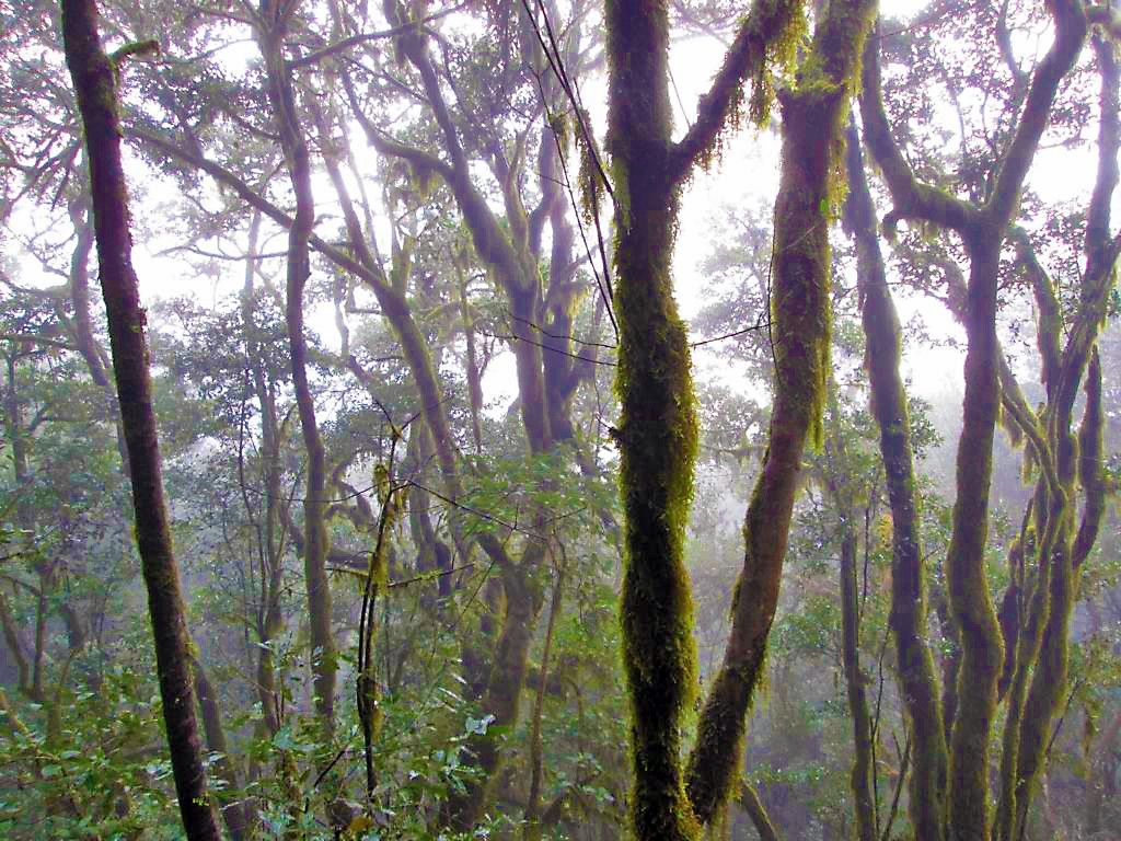 Erleben Sie den mystischen Nebelwald auf der spanischen Insel Gomera.