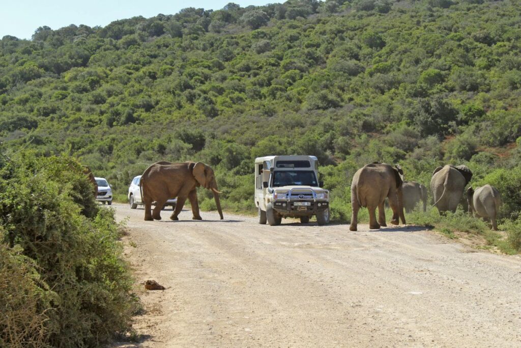Elefantenüberquerung im Addo-Elephant-Nationalpark in Südafrika