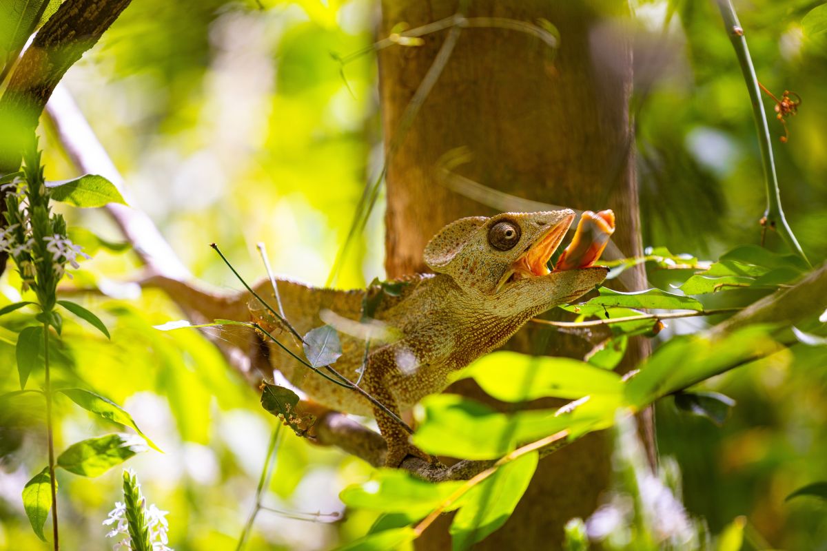 Chamäleon bei der Nahrungsaufnahme in einem tropischen Wald in Madagaskar