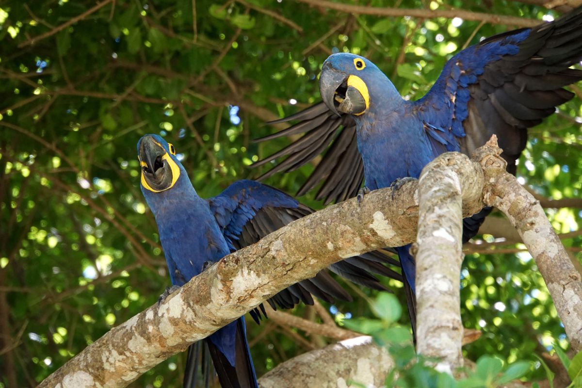 Laut krächzende Hyazinth-Aras im Pantanal von Brasilien erleben