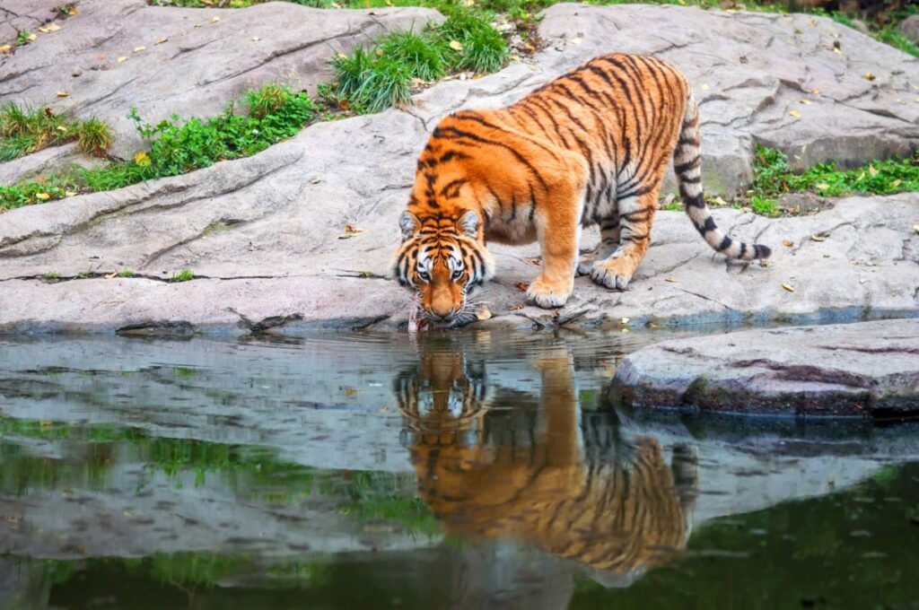Bengal-Tiger an Wasserstelle im Ranthambore Nationalpark in Indien