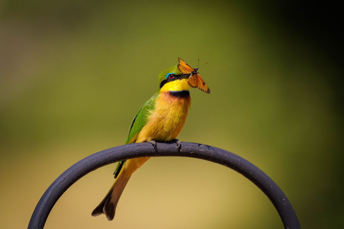 Bienenfresser mit Beute auf Safari in Kenia