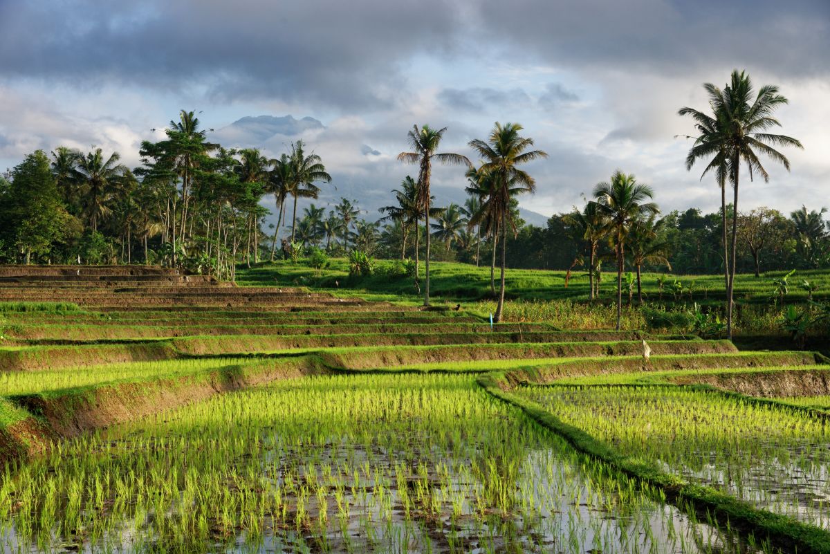 Reisfelder auf Java: Entdecken Sie die authentische Natur Indonesiens