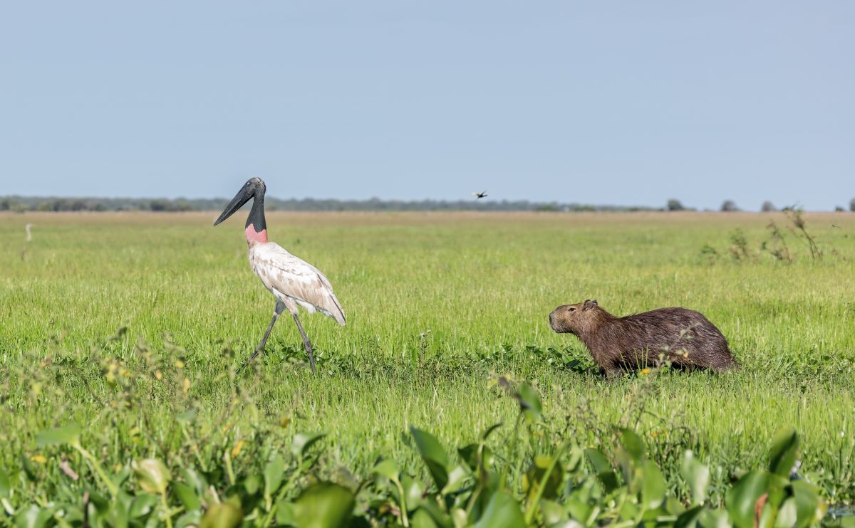 Jabiru und Capybara in den Llanos von Venezuela