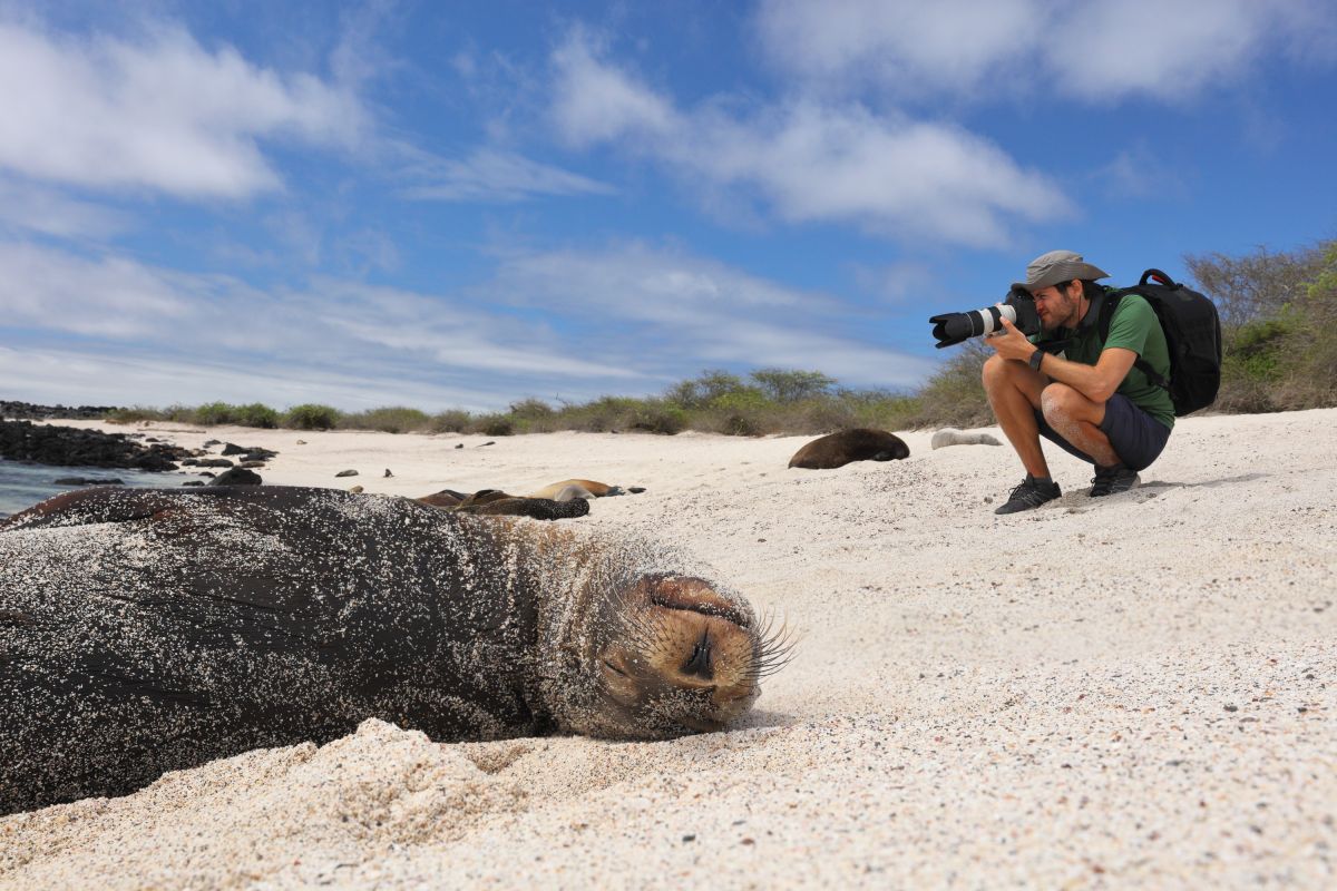 Seelöwe am Strand von Galapagos entspannt sich, während ein Fotograf Ausschau hält.