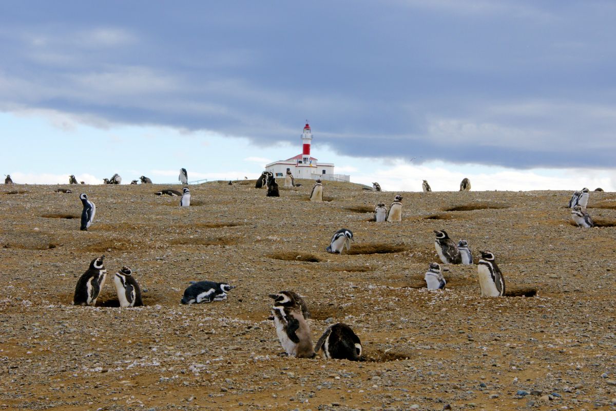 Entdecken Sie die Magellan-Pinguinkolonie auf der Isla Magdalena in Chile