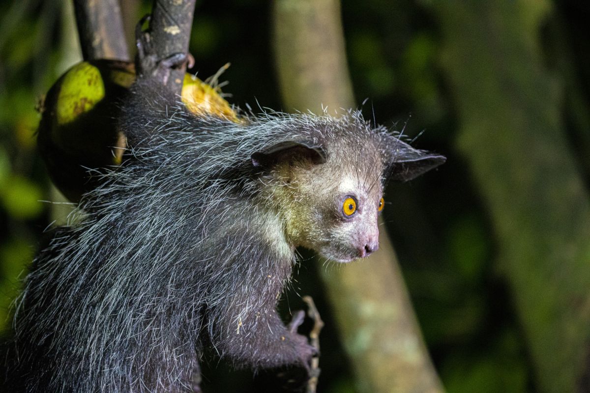 Beobachten Sie den Aye-Aye in der Natur Madagaskars