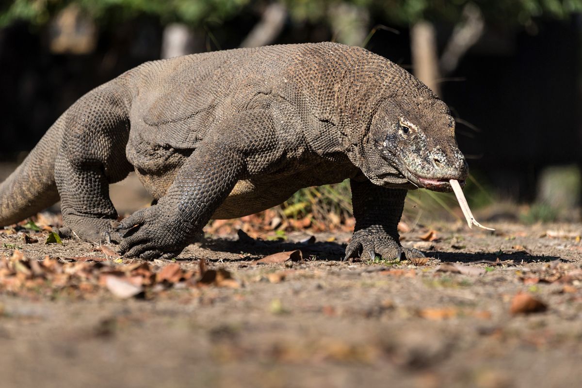 Komodo Waran auf Streifzug durch die Natur Indonesiens