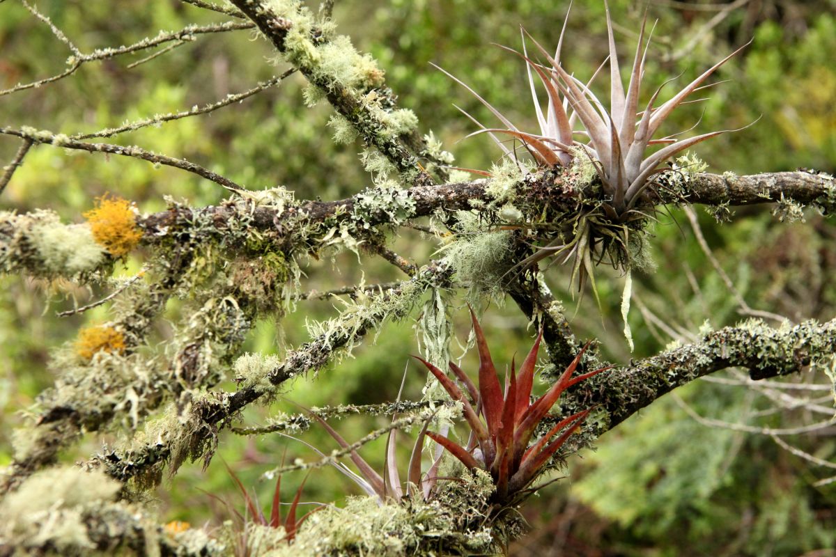 Entdecken Sie die tropische Andenvegation Ecuadors mit beeindruckenden Bromelien