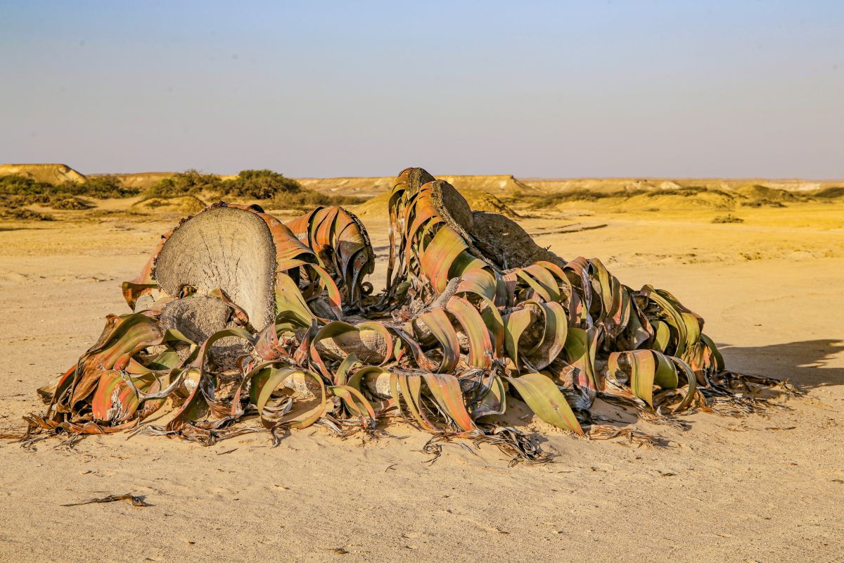 Entdecken Sie die einzigartige Welwitschia mirabilis in der Namibe-Wüste Angolas