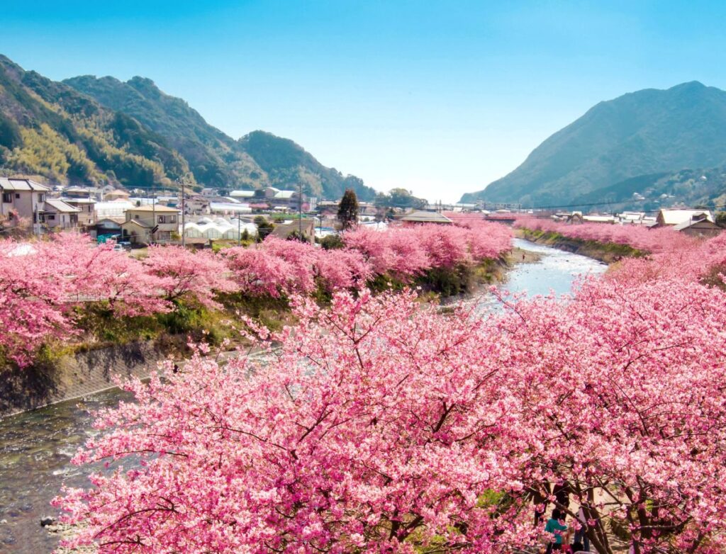 Kirschblüte im Februar am malerischen Fluss Kawazu in Japan