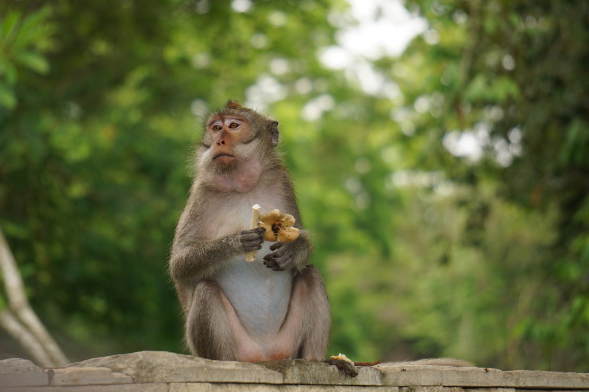 Affe auf Bali genießt ein Stück Obst in der grünen Natur