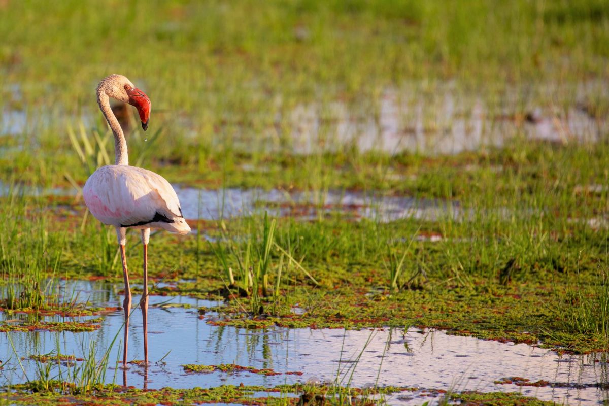 Flamingo in den Sümpfen des Amboseli: Ein entspannendes Vogelbeobachtungserlebnis in Kenia