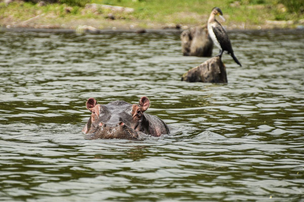 Nilpferd im Lake Naivasha: Entspannen Sie in der Natur Kenias