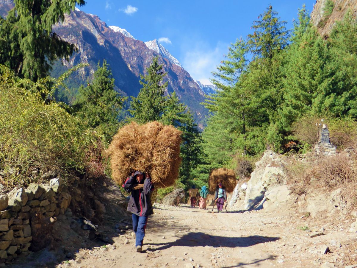Feldarbeit im Himalaya: Tragen von Erntegut in den Bergen Nepals