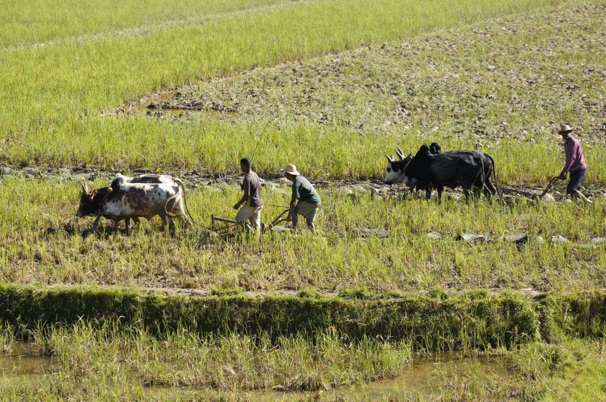 Landwirtschaft in Madagaskar: Authentische Szenen der ländlichen Arbeit
