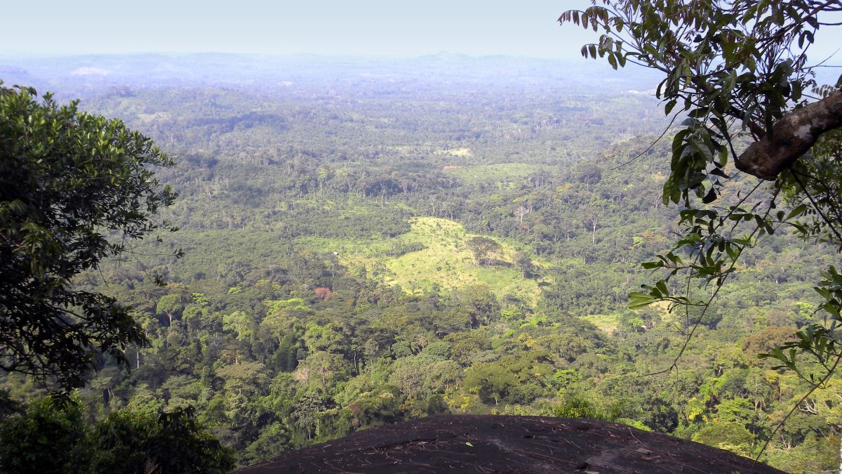 Entdecken Sie die natürliche Schönheit des Gola Forest in Sierra Leone