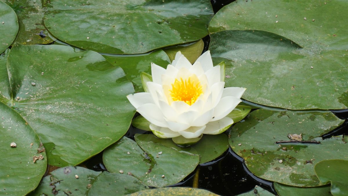 Lotus – Schönheit und Weisheit in der Natur Südkoreas erleben