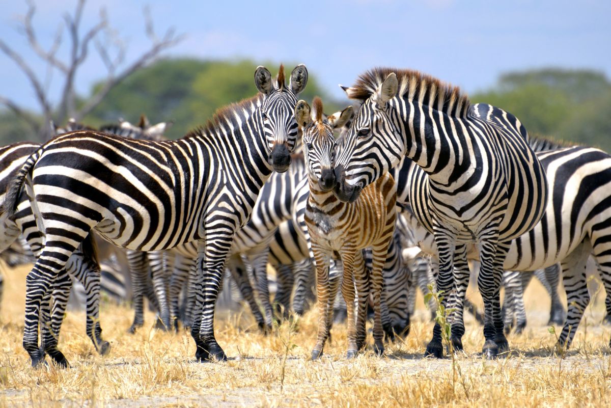 Zebrafamilie - Entdecken Sie die faszinierende Tierwelt Tansanias im Safari-Abenteuer
