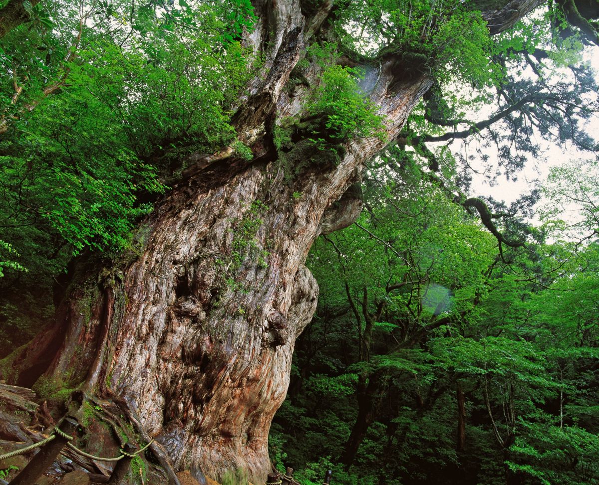 Entdecken Sie den mystischen Zedern-Urwald auf der Insel Yakushima, Japan