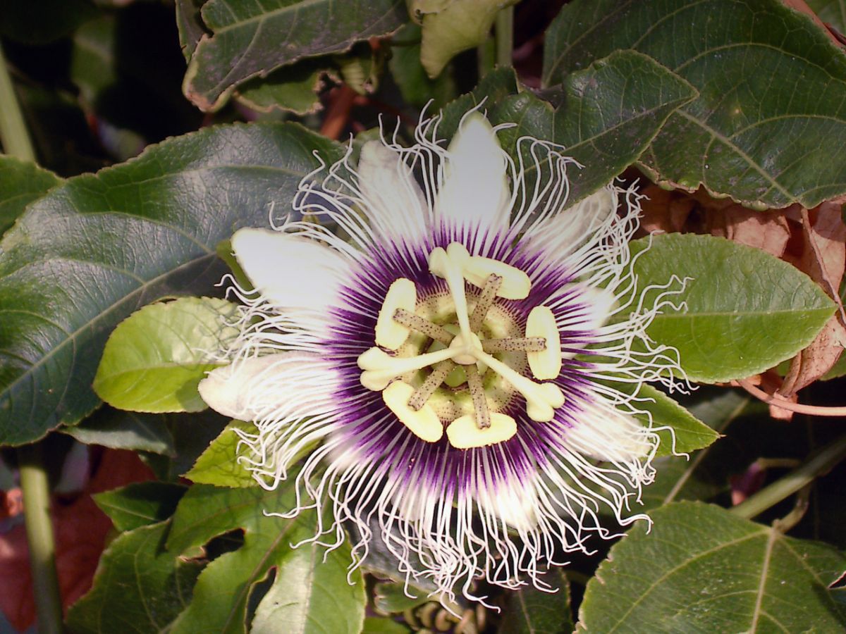 Passionsblume auf der Insel Gomera in Spanien – Flora der Spanischen Inseln