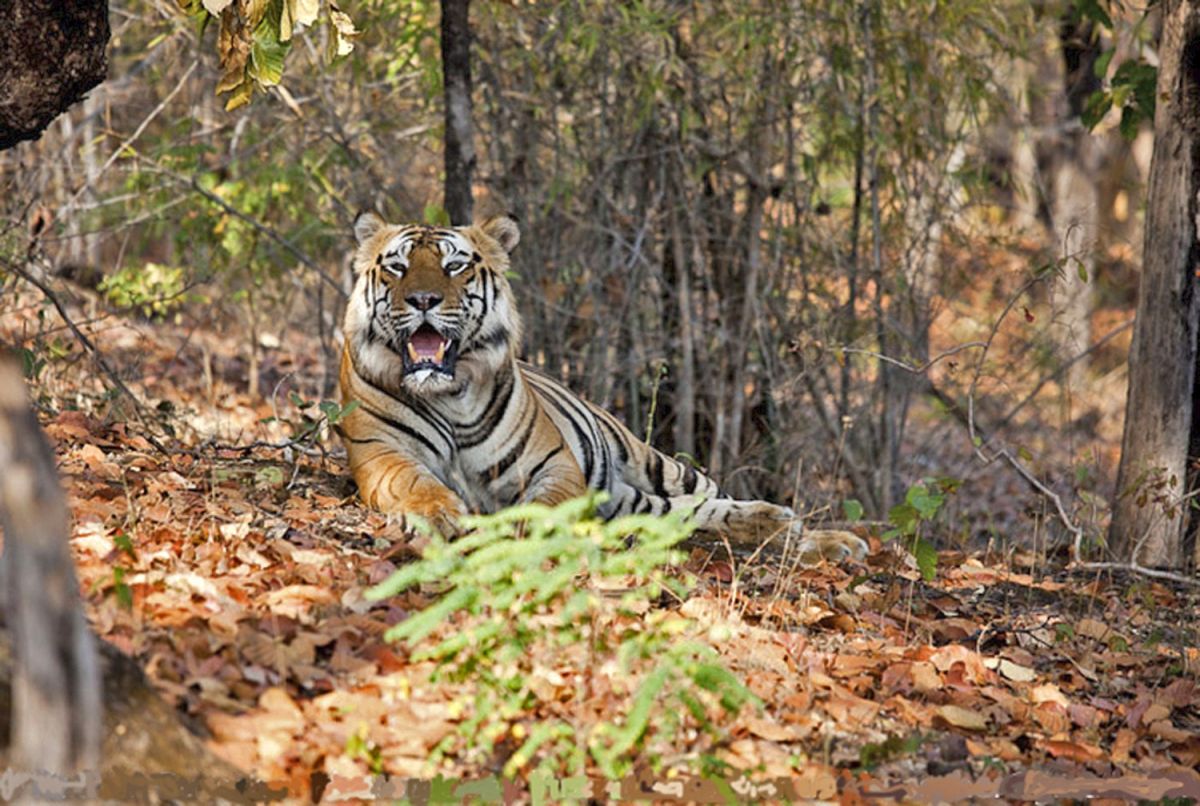Tiger im Wald von Nepal: Natur erleben und entspannen