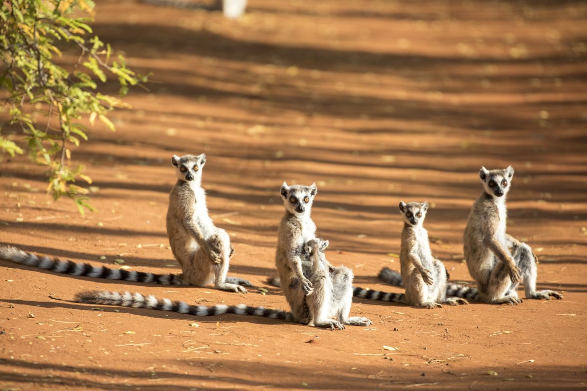 Fünf Kattas beim Sonnenbaden in Madagaskar