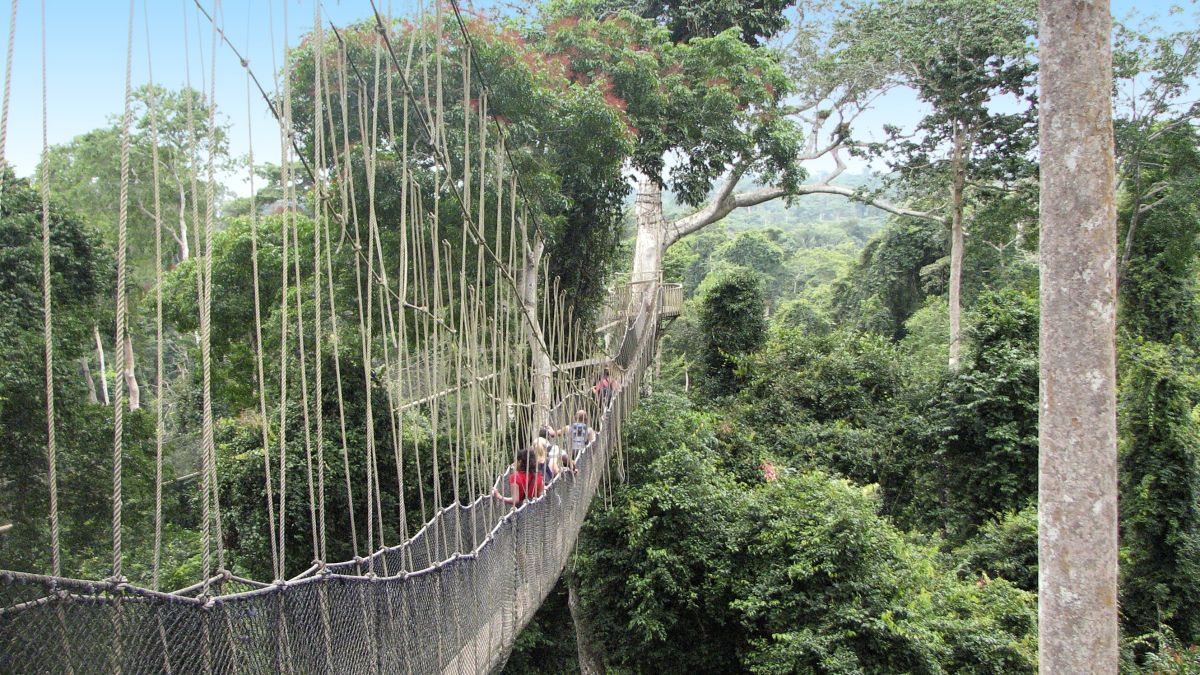 Baumwipfelpfad im Kakum Nationalpark in Ghana – Entdecken Sie die Natur Afrikas