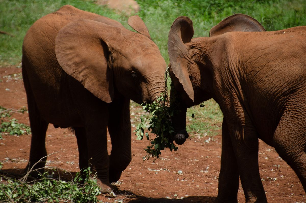 Begegnung mit Elefanten im Sheldrick Elefantenwaisenhaus Nairobi, Kenia