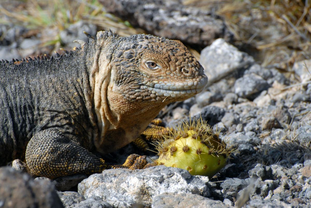 Eindrucksvolle Galapagos Echse auf den einzigartigen Galapagos-Inseln in Ecuador