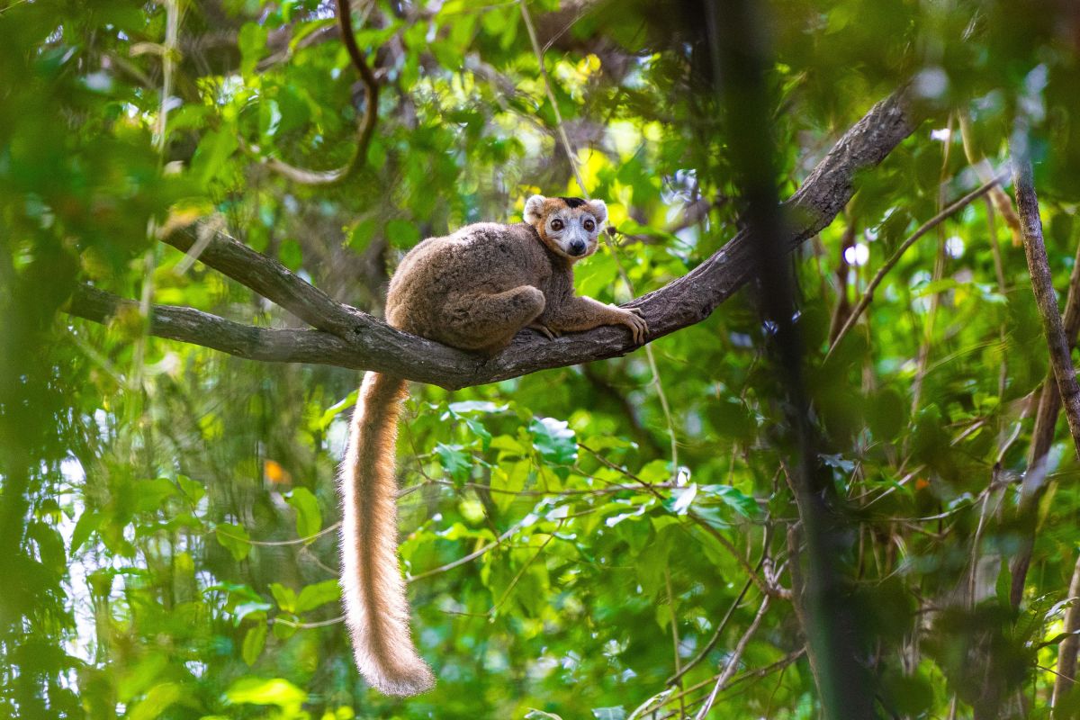Kronenmaki im Wald von Madagaskar: Entspannte Tieraufnahme in grüner Natur